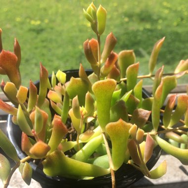 Cotyledon Papillaris