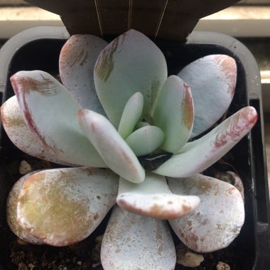 Echeveria laui