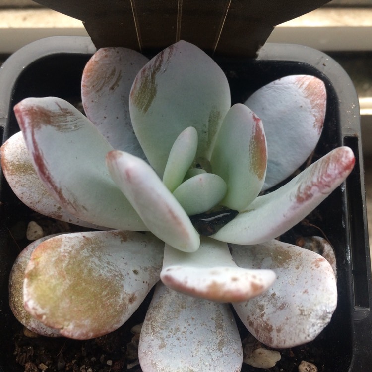 plant image 851854