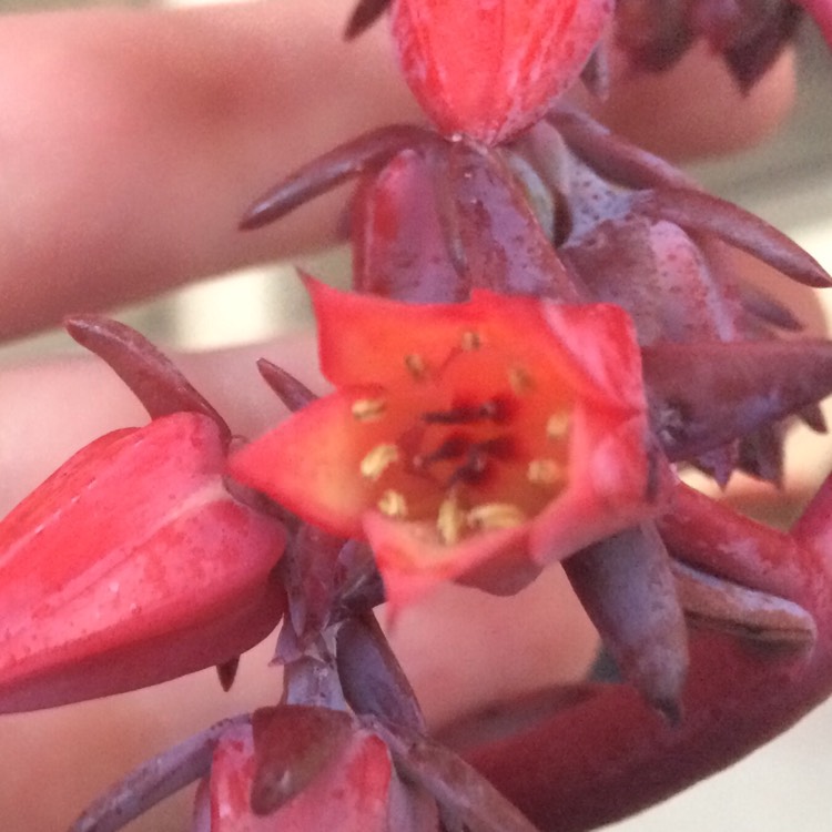 plant image 851858 plant image 851858