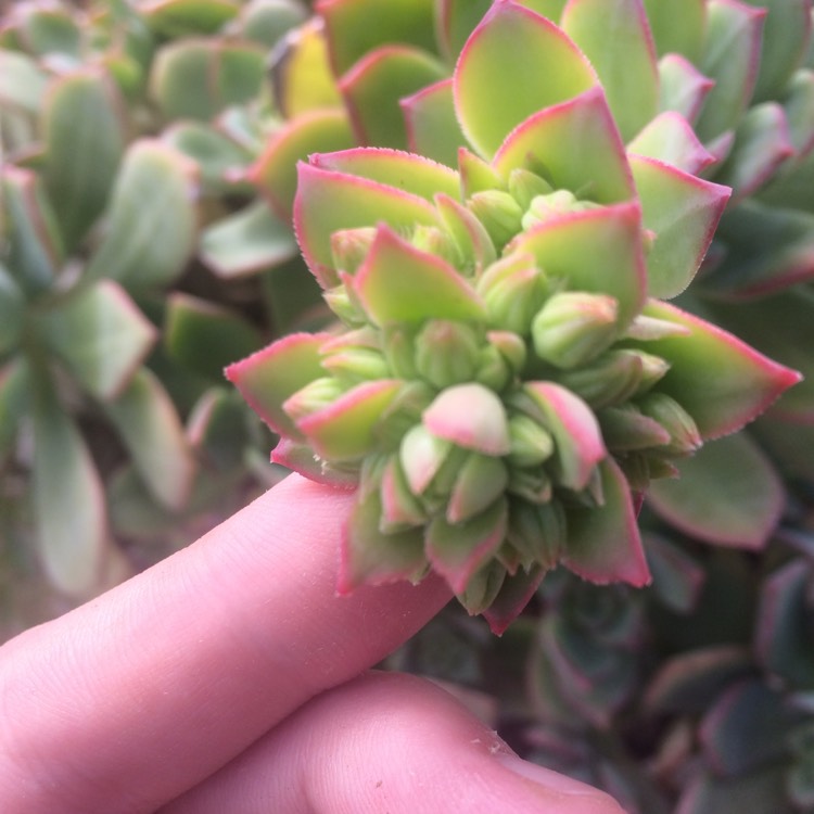 plant image 868809 plant image 868809