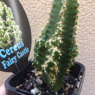 Acanthocereus tetragonus Fairy Castles syn.Cactus tetragonus, Cereus tetragonus, Cactus pentagonus, Cereus pentagonus, Acanthocereus pentagonus, Cereus acutangulus