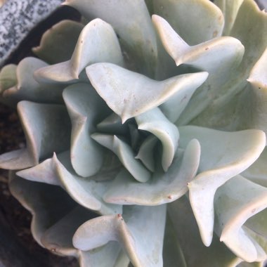 Echeveria Runyonii var. Topsy Turvy