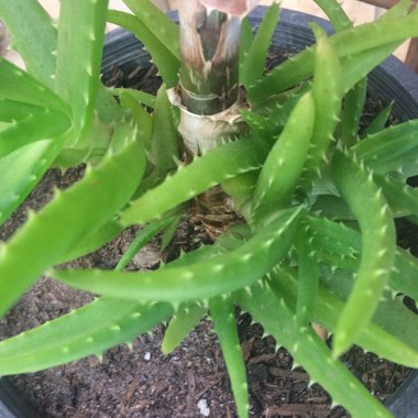 Aloe Arborescens