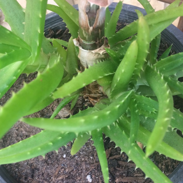 plant image 894676
