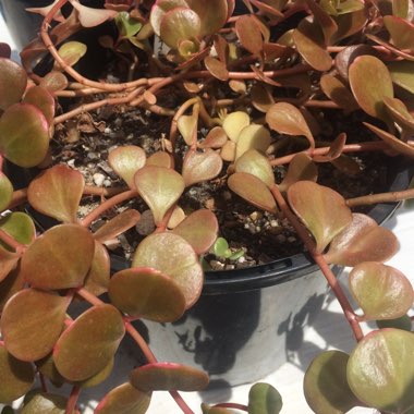 Sedum Makinoi 'Tundra Tornado'