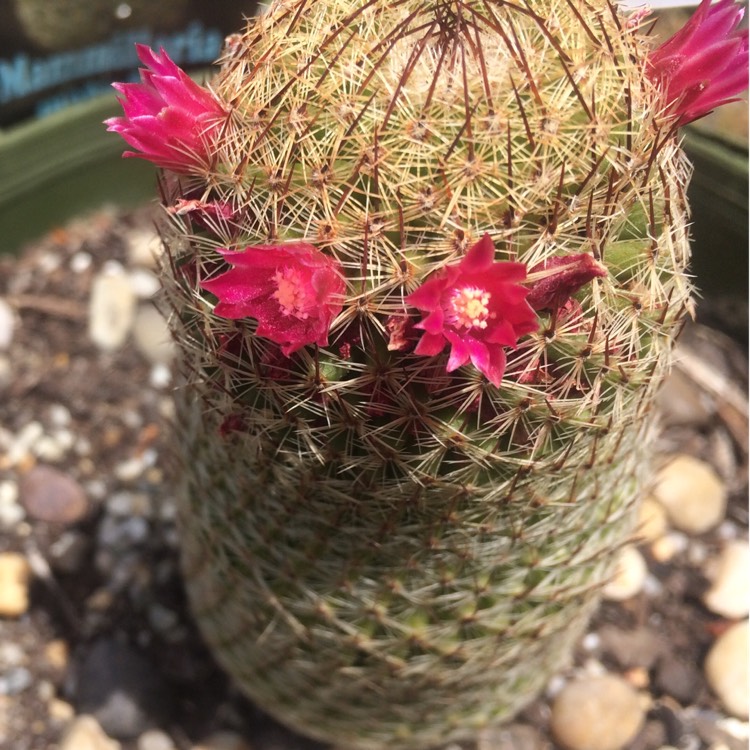 plant image 898950