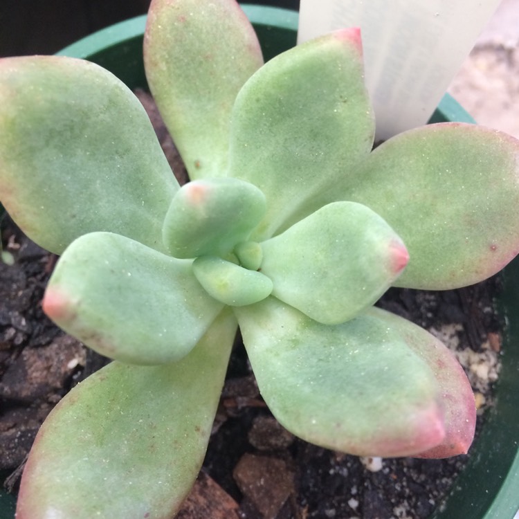 Plant image x Pachyveria Dr Cornelius