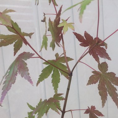 Acer palmatum
