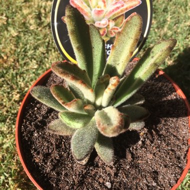 Kalanchoe tomentosa