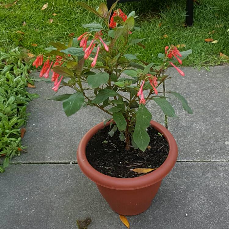 Plant image Fuchsia triphylla 'Thalia'