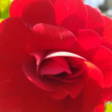 Toni's garden