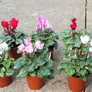 Toni's garden