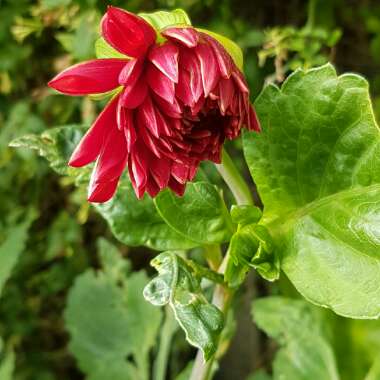Toni's garden