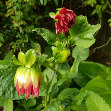 Toni's garden