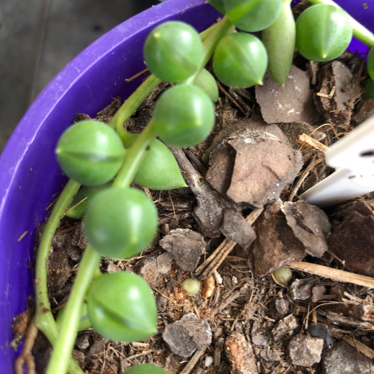 Plant image Senecio 'String Of Lanterns'