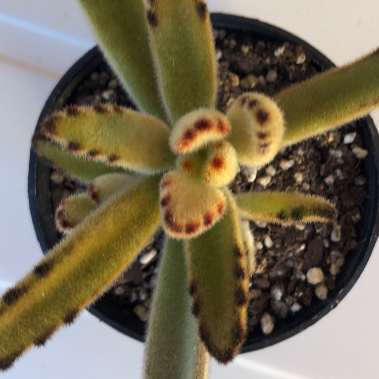 Plant image Kalanchoe Tomentosa Golden Girl