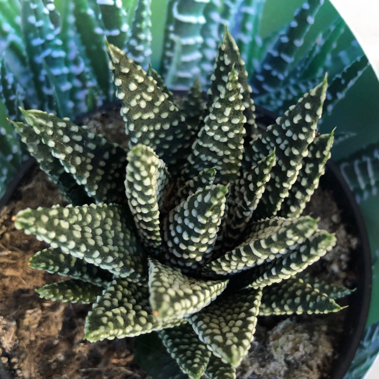Plant image Haworthia pumila 'Little Donut'