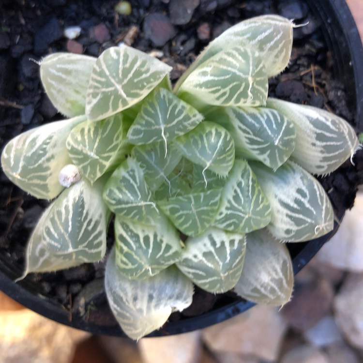 Plant image Haworthia Cooperi Variegata