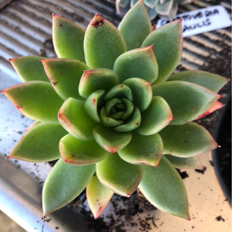 plant image 1156829