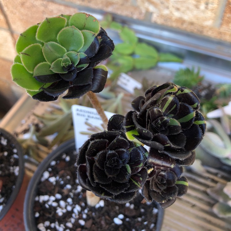 plant image 1271304