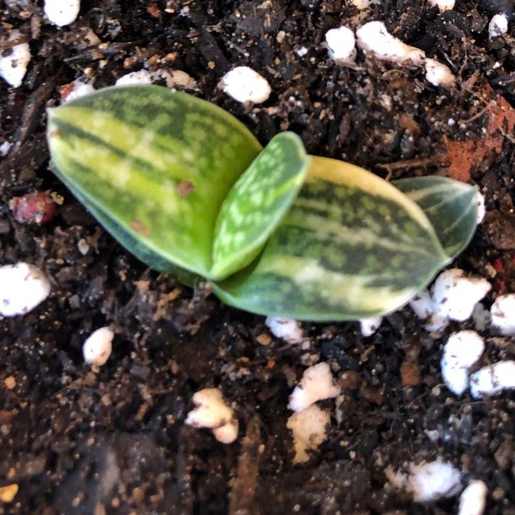 Plant image Gasteria Bicolour v. Liliputana Variegated