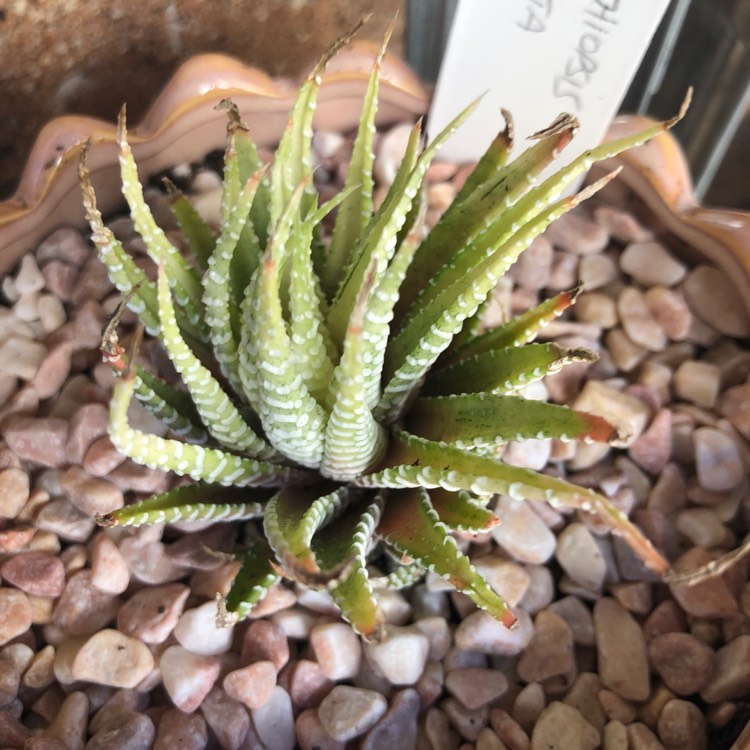 plant image 1311706