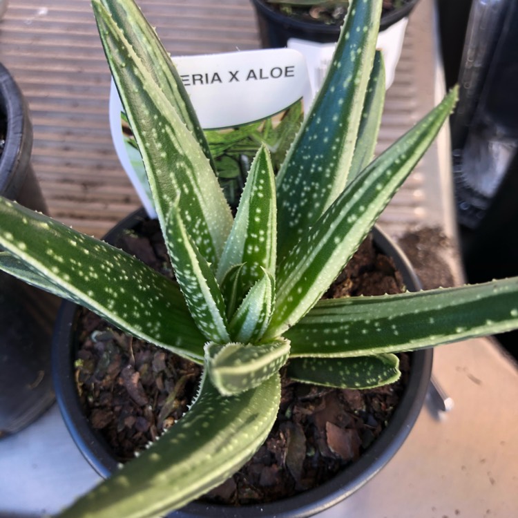 plant image 1339872