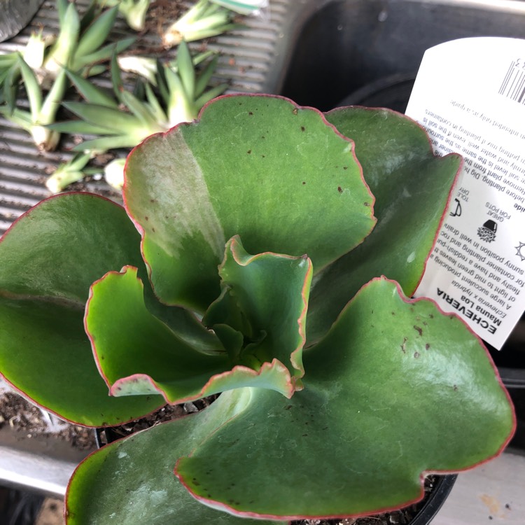 Plant image Echeveria Mauna Loa Green Form