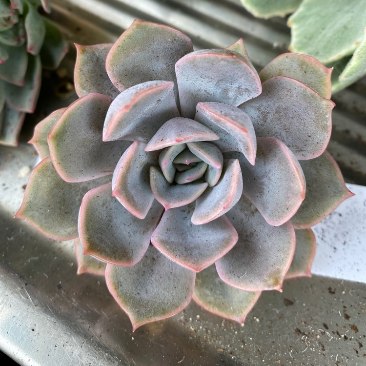 Plant image Echeveria Peerless