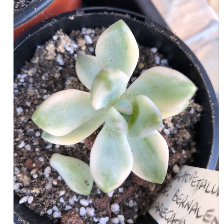 Plant image Graptopetalum Paraguayanse Ssp Bernalense Variegata