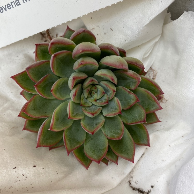 Plant image Echeveria Mebina