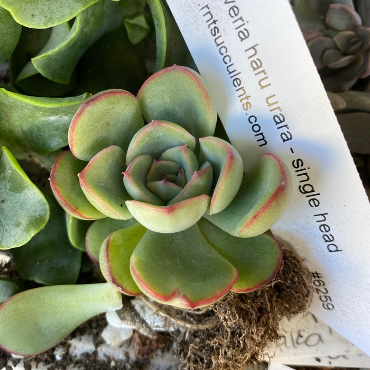 Plant image Echeveria Haru Urara