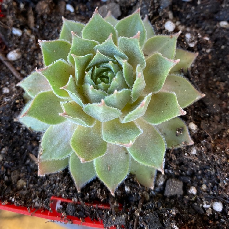 Plant image Sempervivum Purdy