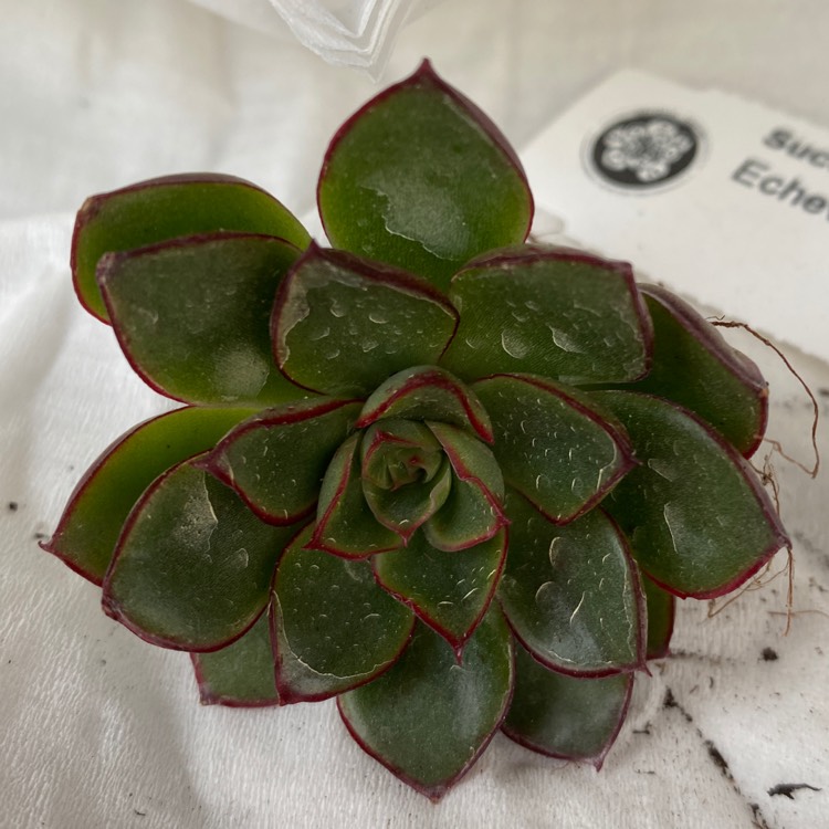 Plant image Echeveria Yamato Haru
