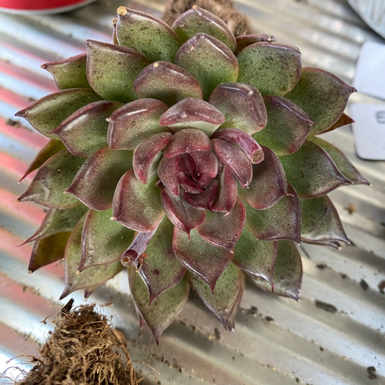 Plant image Echeveria Nightfall