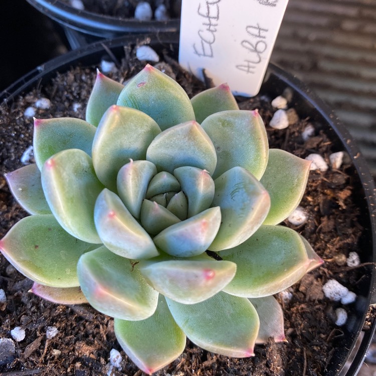 plant image 1523105