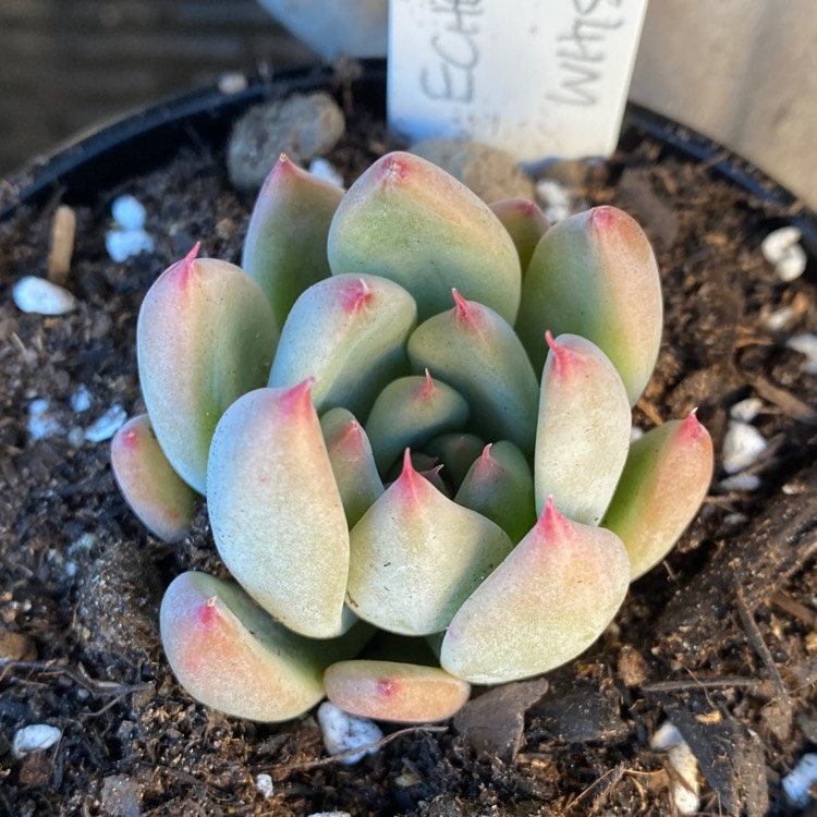 plant image 1523106