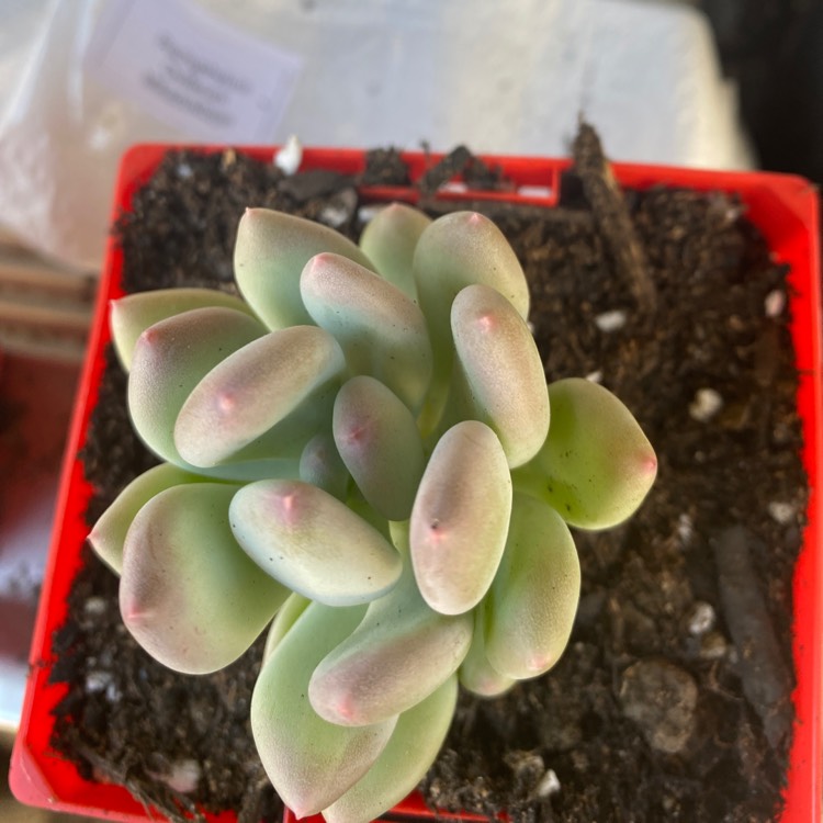 plant image 1528458
