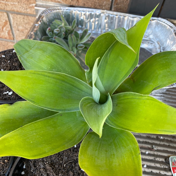 plant image 1538372
