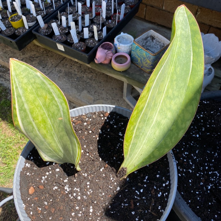 Plant image Sansevieria Masoniana White Variegata