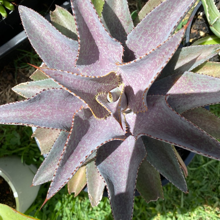 Plant image Mangave Purple People Eater