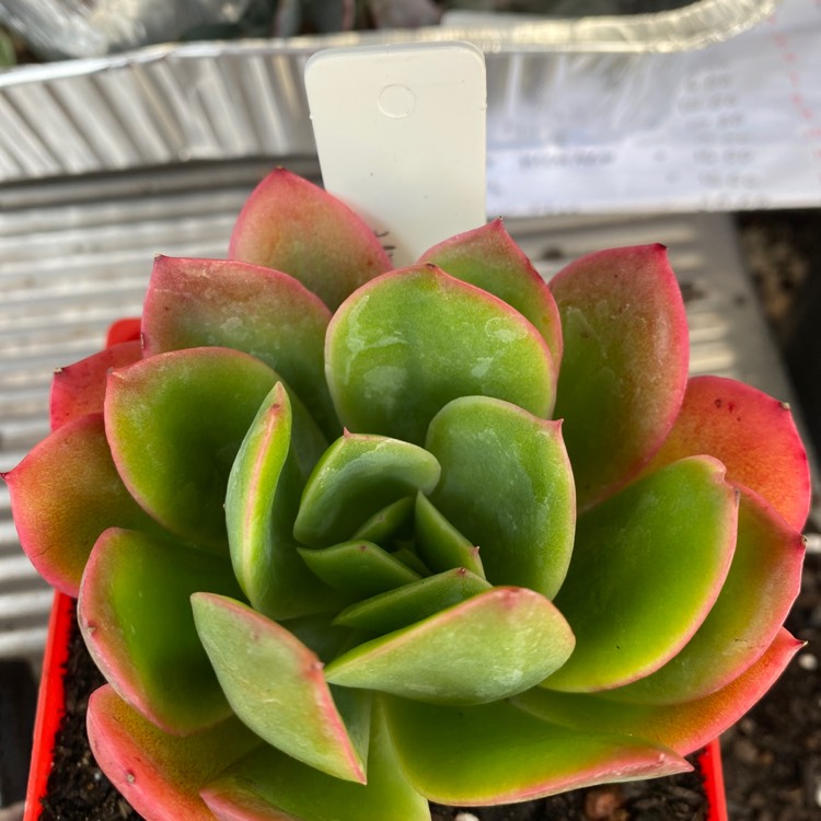 plant image 1624485