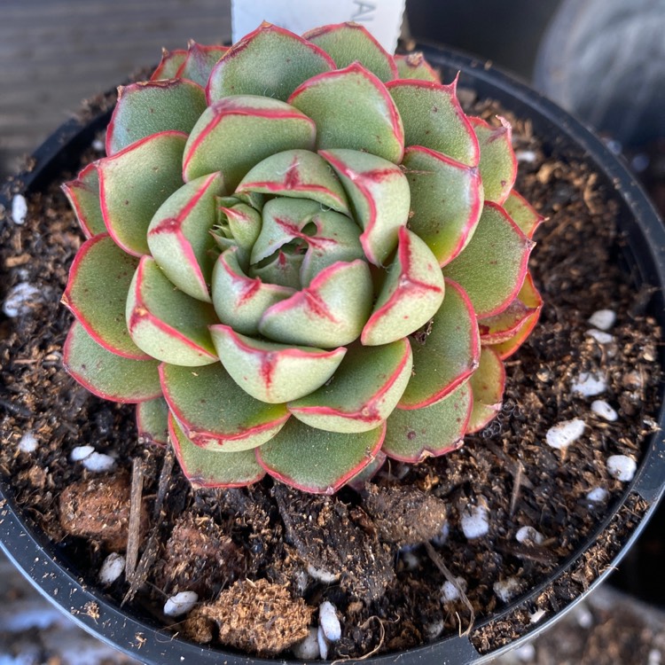 plant image 1626107