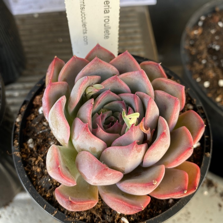 plant image 1626116