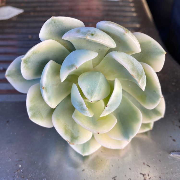 plant image 1626124