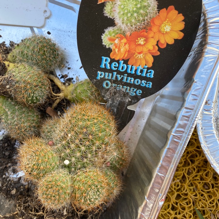 plant image 1636223