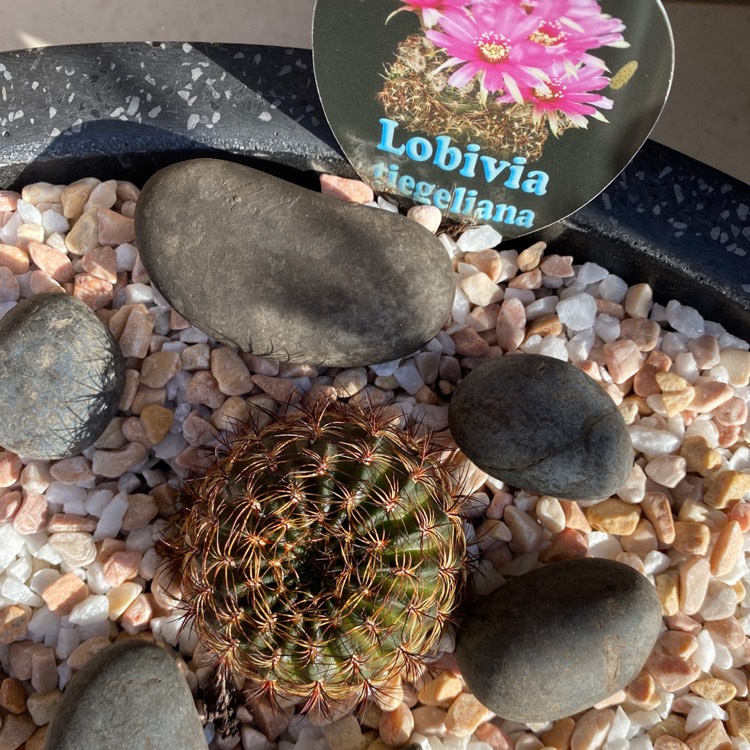 Plant image Echinopsis tiegeliana syn. Lobivia tiegeliana var. peclardiana
