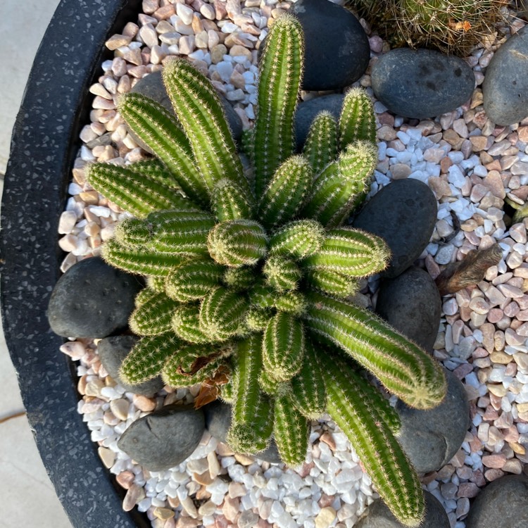 plant image 1636244