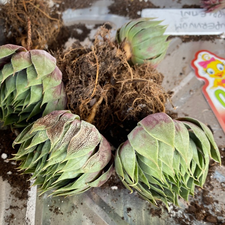 Plant image Sempervivum Cranberry Cocktail